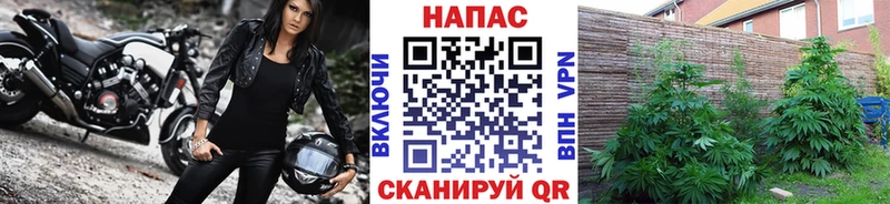 Бошки марихуана план Короча